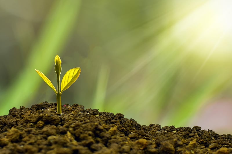 Sustainable Living Image